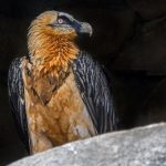 Un homme condamné à 18 mois de prison avec sursis pour avoir tiré sur un gypaète barbu.