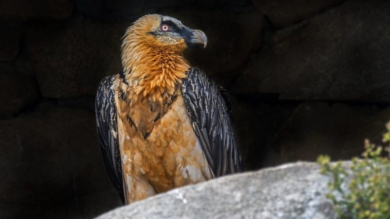 Un homme condamné à 18 mois de prison avec sursis pour avoir tiré sur un gypaète barbu.