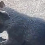 Un écureuil filmé en train de vapoter avec une cigarette électronique dans un parc.