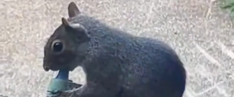 Un écureuil filmé en train de vapoter avec une cigarette électronique dans un parc.