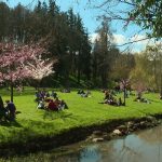 VIDÉO - Le parc de Maulévrier célèbre les cerisiers sous un ciel bleu et ensoleillé