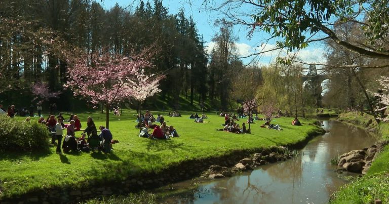 VIDÉO - Le parc de Maulévrier célèbre les cerisiers sous un ciel bleu et ensoleillé