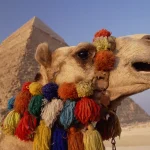 Que faisaient les Égyptiens en cas de perte de dents ?