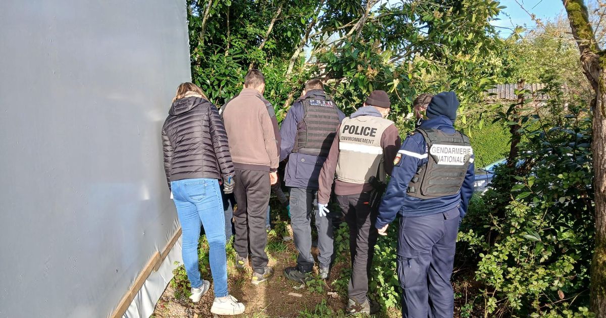 Démantèlement d'un réseau de braconnage de civelles près de Saint-Nazaire