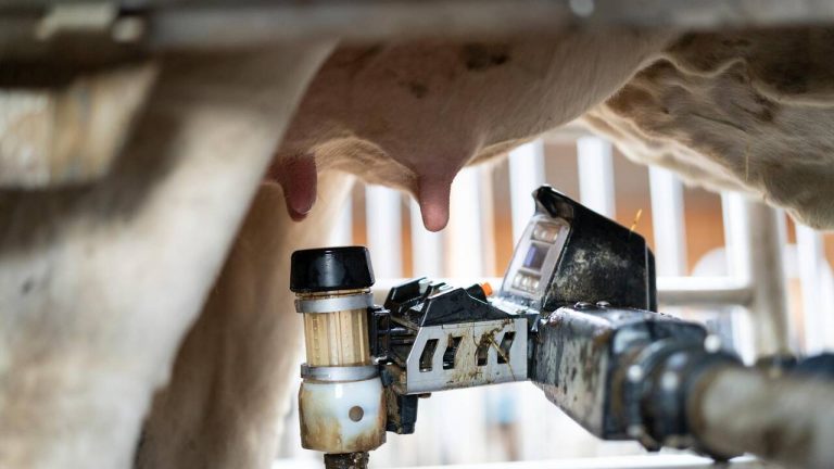 La Suisse alémanique surveille les PFAS dans le lait avant la législation de l'UE