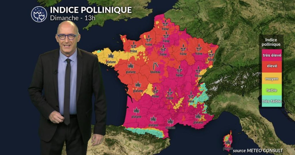 Pollens et allergies : risque réduit au nord dimanche, vigilance au sud malgré le vent