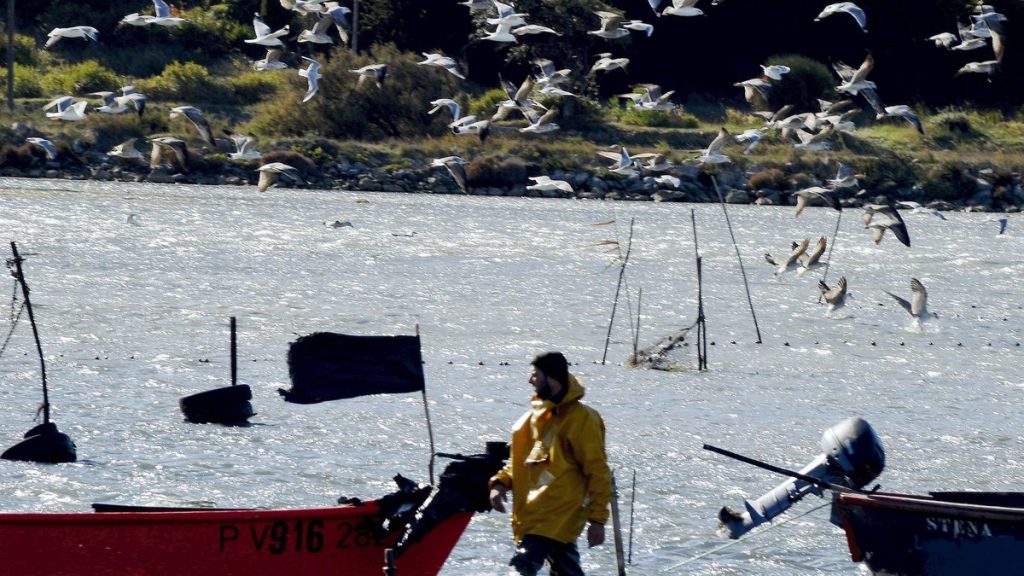 À Gruissan, le poisson passe directement de la mer à l'assiette des restaurants