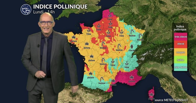 Pollen et allergies : pluie et vent limitent les pollens, vigilance sur le cyprès en Méditerranée