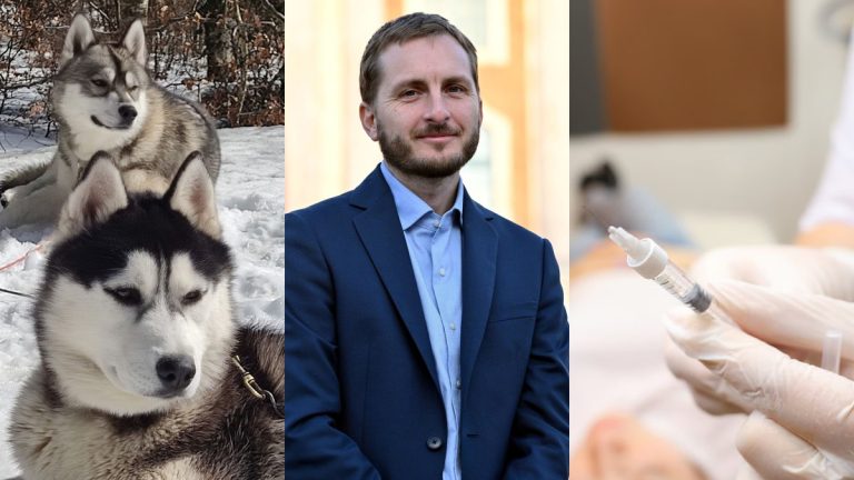 Enquête sur la mort suspecte de deux huskies et recours contre l'élection à Toulouse
