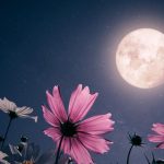 Pleine lune « rose » du 2 avril 2026 : explications et conseils d'observation en France.