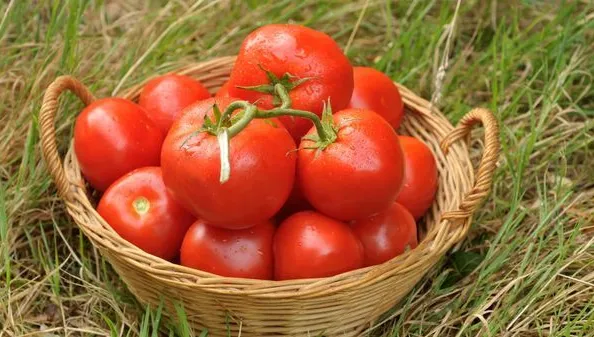 Cadmium dans les aliments bio : vrai ou faux, y a-t-il vraiment moins de 50 % ?