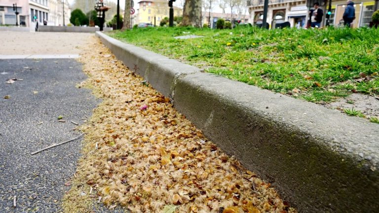 Poll’Occ : un outil innovant pour anticiper les allergies aux pollens