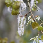 Alerte aux pollens : risque allergique élevé cette semaine dans la région