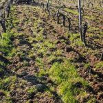 Dans la vallée du Tarn, le vent préserve les cultures du gel sévère