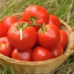 Vrai ou faux : Les aliments bio contiennent-ils vraiment moins de cadmium ? Les élus RN en sont-ils conscients ?