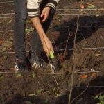 Micro-forêts : une approche pour renforcer la résilience des forêts - RTBF Actus