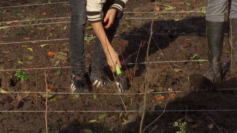 Micro-forêts : une approche pour renforcer la résilience des forêts - RTBF Actus