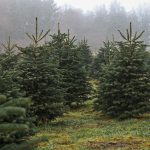 Après huit ans de démarches, le sapin de Noël du Morvan obtient enfin son label IGP : "une grande nouvelle"