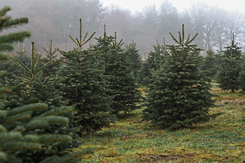 Récolte de sapins du Morvan