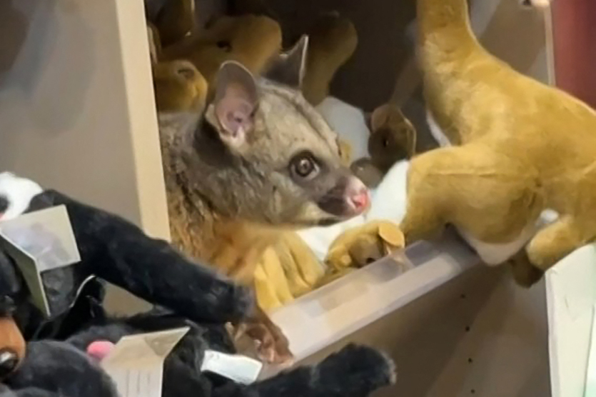 Tasmanie : un opossum s’invite dans une boutique de l’aéroport de Hobart