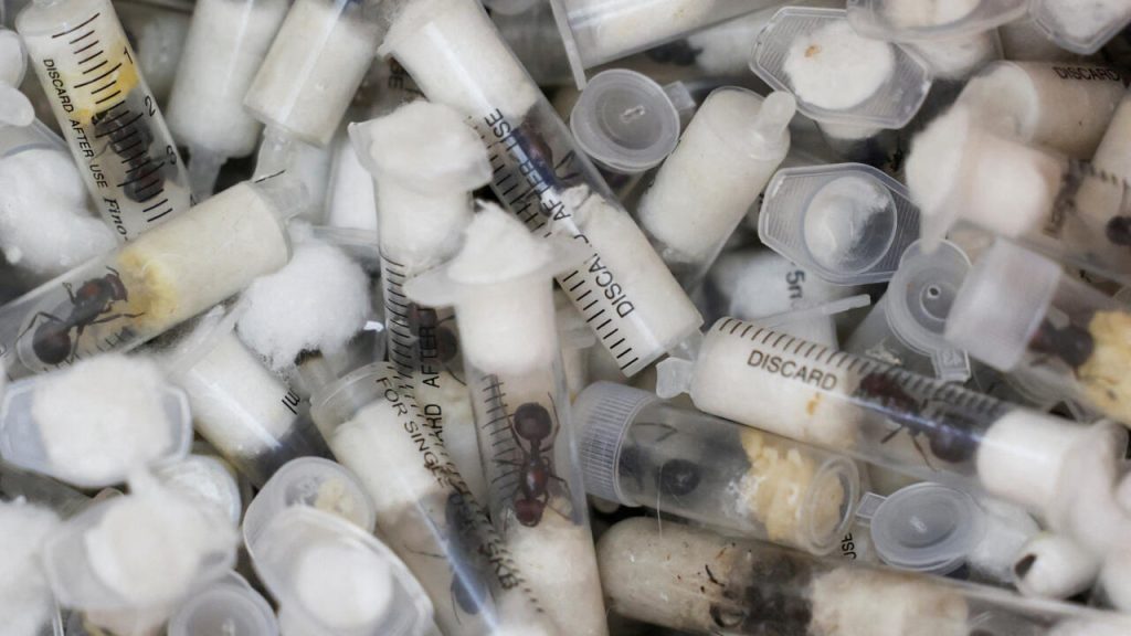 Kenya : arrestation d'un Chinois à Nairobi pour trafic de fourmis