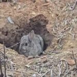 "Ils dévorent tout" : des lapins ravagent les champs, les agriculteurs ont déjà perdu 70% de leurs récoltes depuis le début de l'année