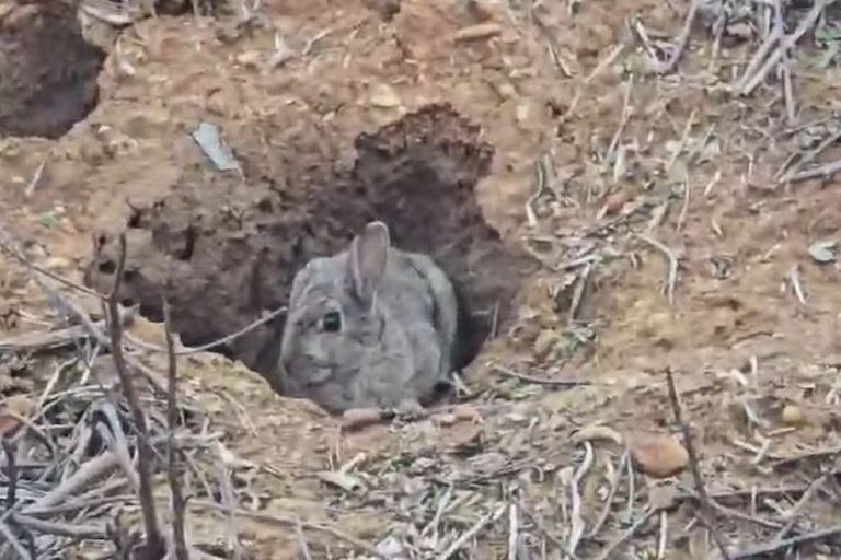 "Ils dévorent tout" : des lapins ravagent les champs, les agriculteurs ont déjà perdu 70% de leurs récoltes depuis le début de l'année