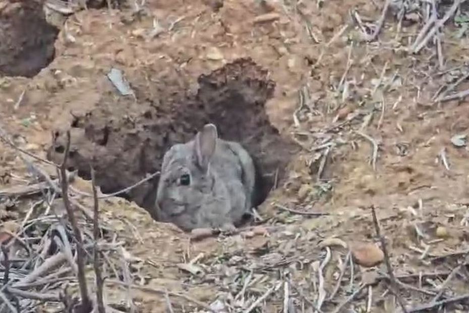 "Ils dévorent tout" : des lapins ravagent les champs, les agriculteurs ont déjà perdu 70% de leurs récoltes depuis le début de l'année