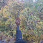 Bessan - Le pont pour les écureuils continue sa route au-dessus de la départementale