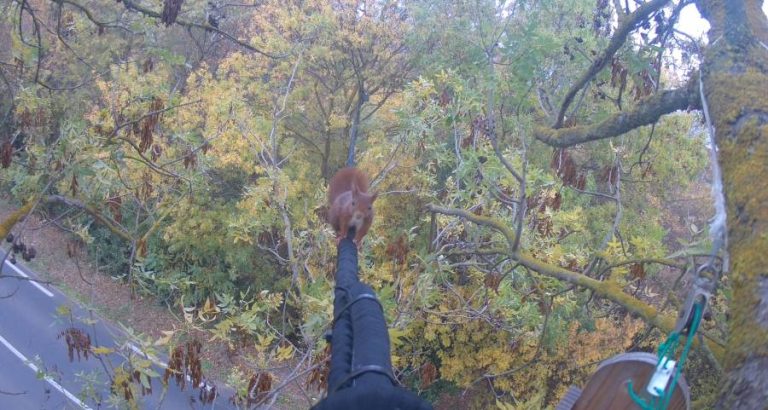 Bessan - Le pont pour les écureuils continue sa route au-dessus de la départementale