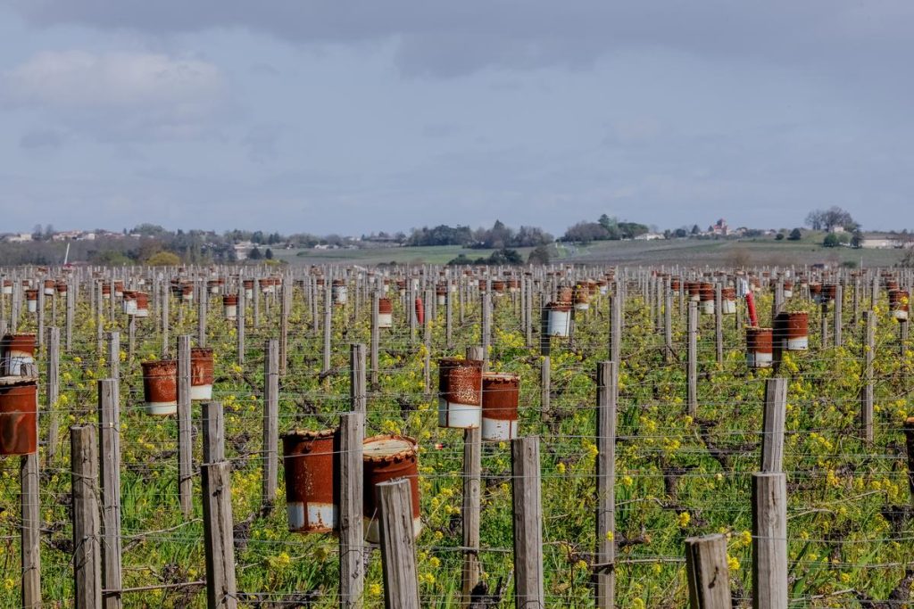 Vins de Bordeaux : un gel prévu menace les vignes ce week-end