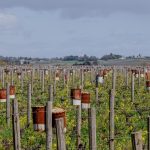 Vins de Bordeaux : un gel prévu menace les vignes ce week-end