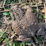 Migration des crapauds : dans l'Eure, une tendance surprenante rassure les bénévoles