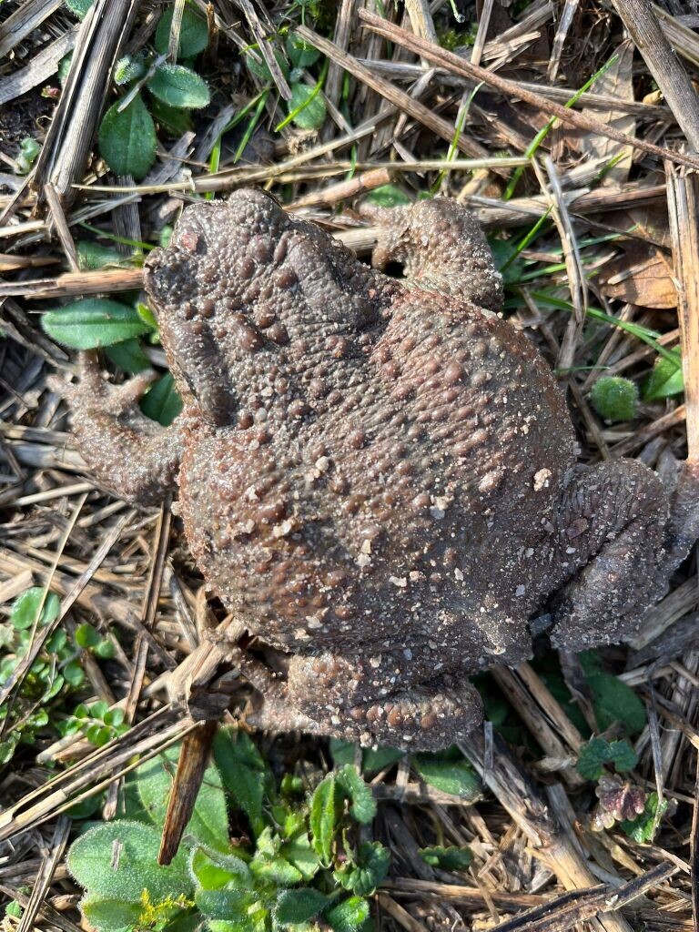 Migration des crapauds : dans l'Eure, une tendance surprenante rassure les bénévoles