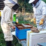 Association de l'Eure cherche bénévoles pour récolte de miel et protection des abeilles