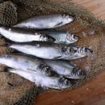 Disparition des poissons : le réchauffement climatique impose une révision des seuils de pêche