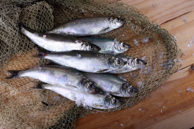 Disparition des poissons : le réchauffement climatique impose une révision des seuils de pêche