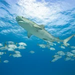 Biodiversité : les animaux migrateurs face à une menace croissante d'extinction