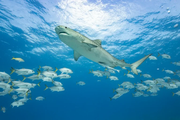 Biodiversité : les animaux migrateurs face à une menace croissante d'extinction