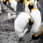 Réchauffement climatique : comment certaines espèces s'adaptent de manière inattendue