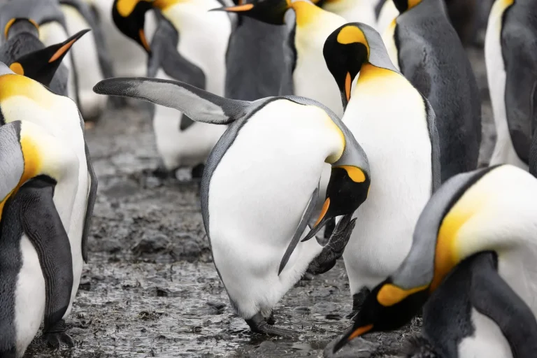Réchauffement climatique : comment certaines espèces s'adaptent de manière inattendue