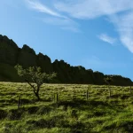 En Irlande, le reboisement comme solution pour réduire les émissions de carbone