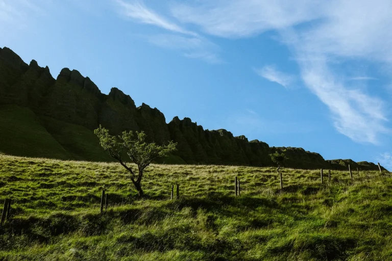 En Irlande, le reboisement comme solution pour réduire les émissions de carbone