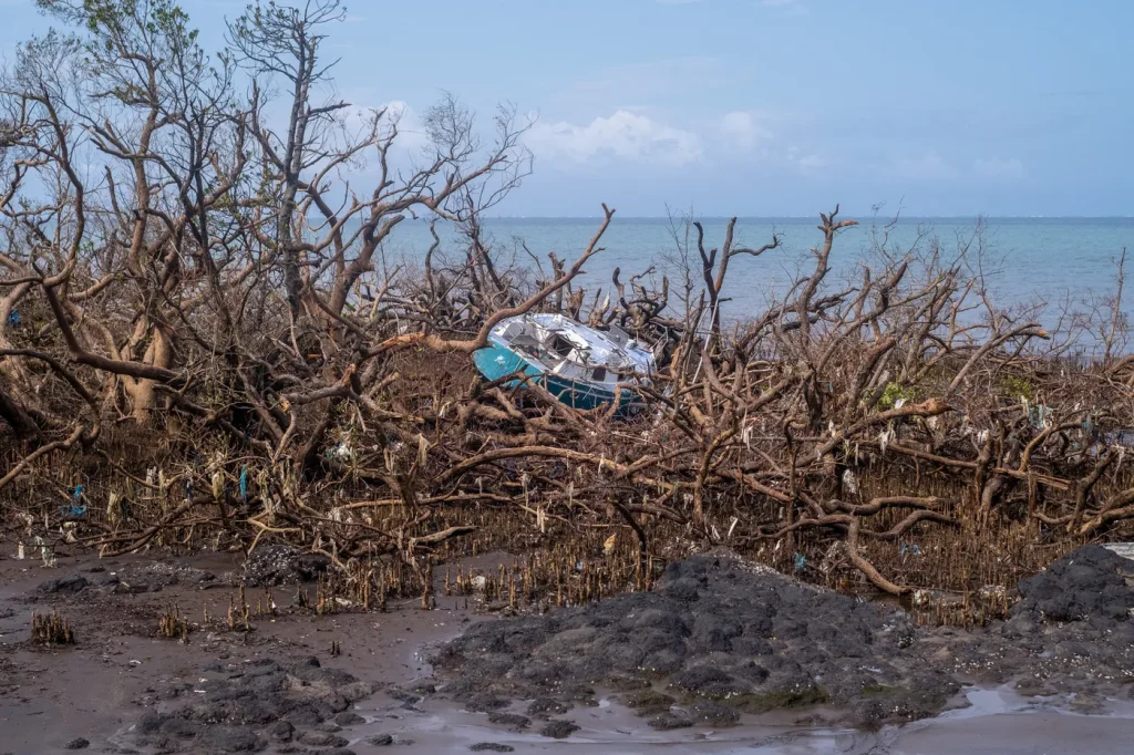 « Un an après Chido, la biodiversité de Mayotte montre des signes de rétablissement »