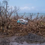 « Un an après Chido, la biodiversité de Mayotte montre des signes de rétablissement »