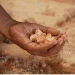 « Envoyé spécial » révèle les pratiques controversées du commerce de la gomme arabique.