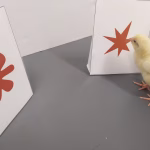 L'effet bouba-kiki : l'association naturelle entre formes et sons chez l'humain