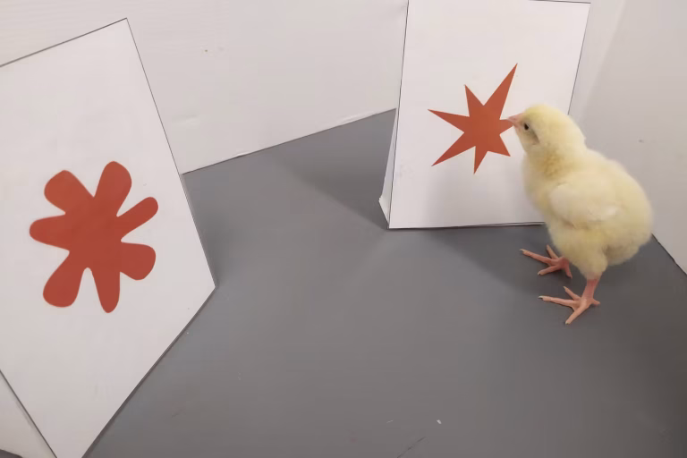 L'effet bouba-kiki : l'association naturelle entre formes et sons chez l'humain