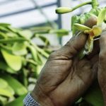 Vanille française : le Cirad à La Réunion mise sur la diversité génétique pour sauver la filière