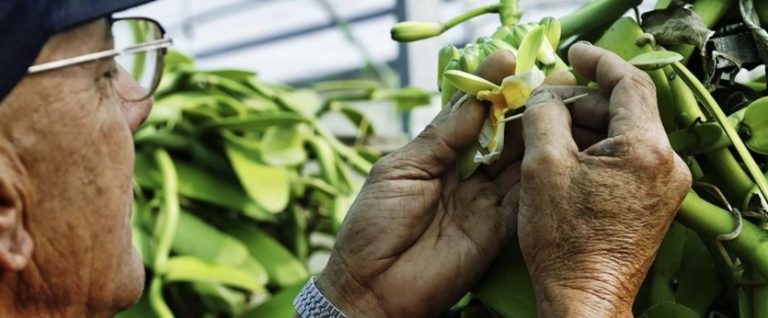 Vanille française : le Cirad à La Réunion mise sur la diversité génétique pour sauver la filière